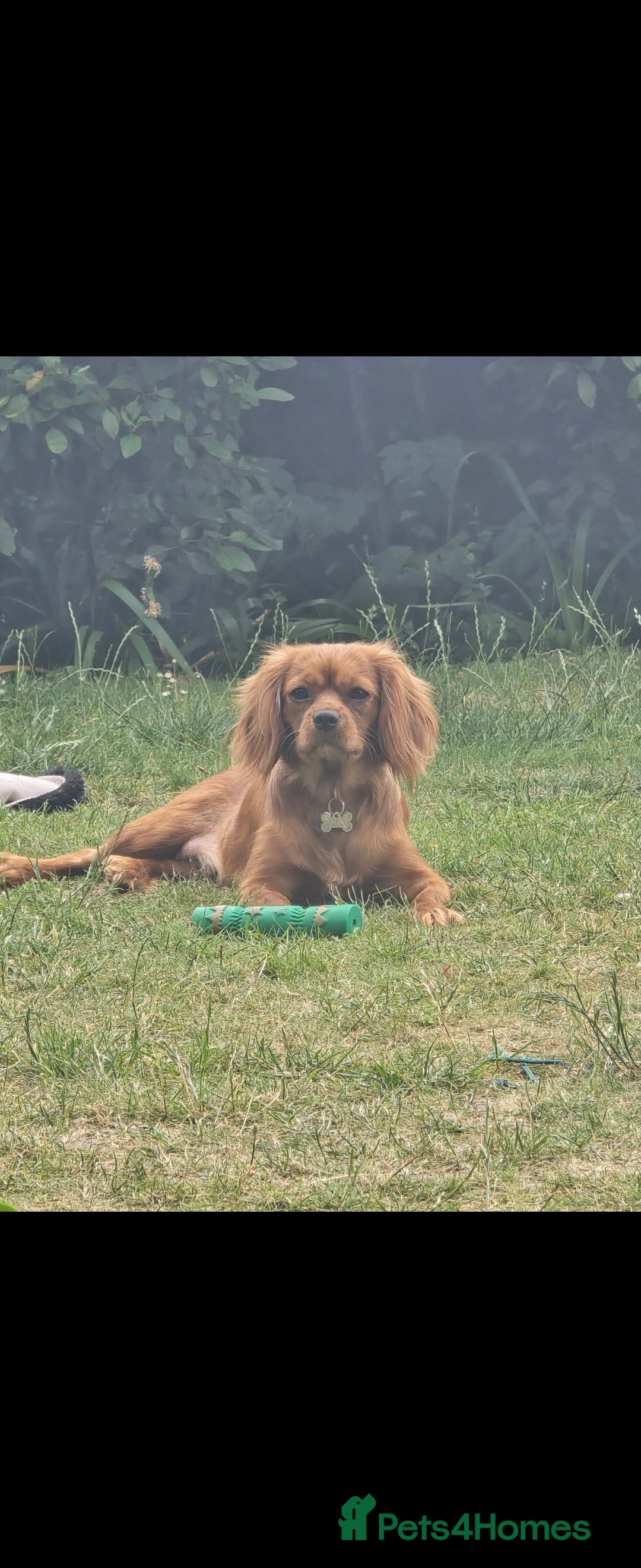 Cavalier King Charles Spaniel dogs for sale: ⭐️⭐️⭐️⭐️⭐️ cavalier king charles puppies - Image 7