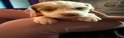 Sprocker dogs for sale: Sproker puppies - Advert 1