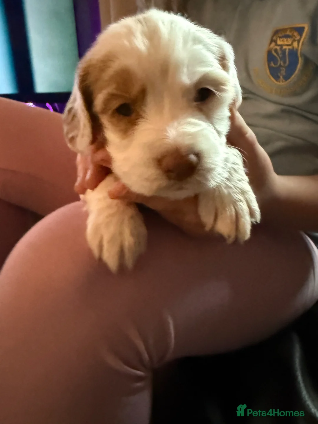 Sprocker dogs for sale: Sproker puppies - Advert 1