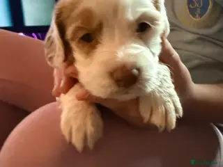 Sprocker dogs Sproker puppies - Advert 3