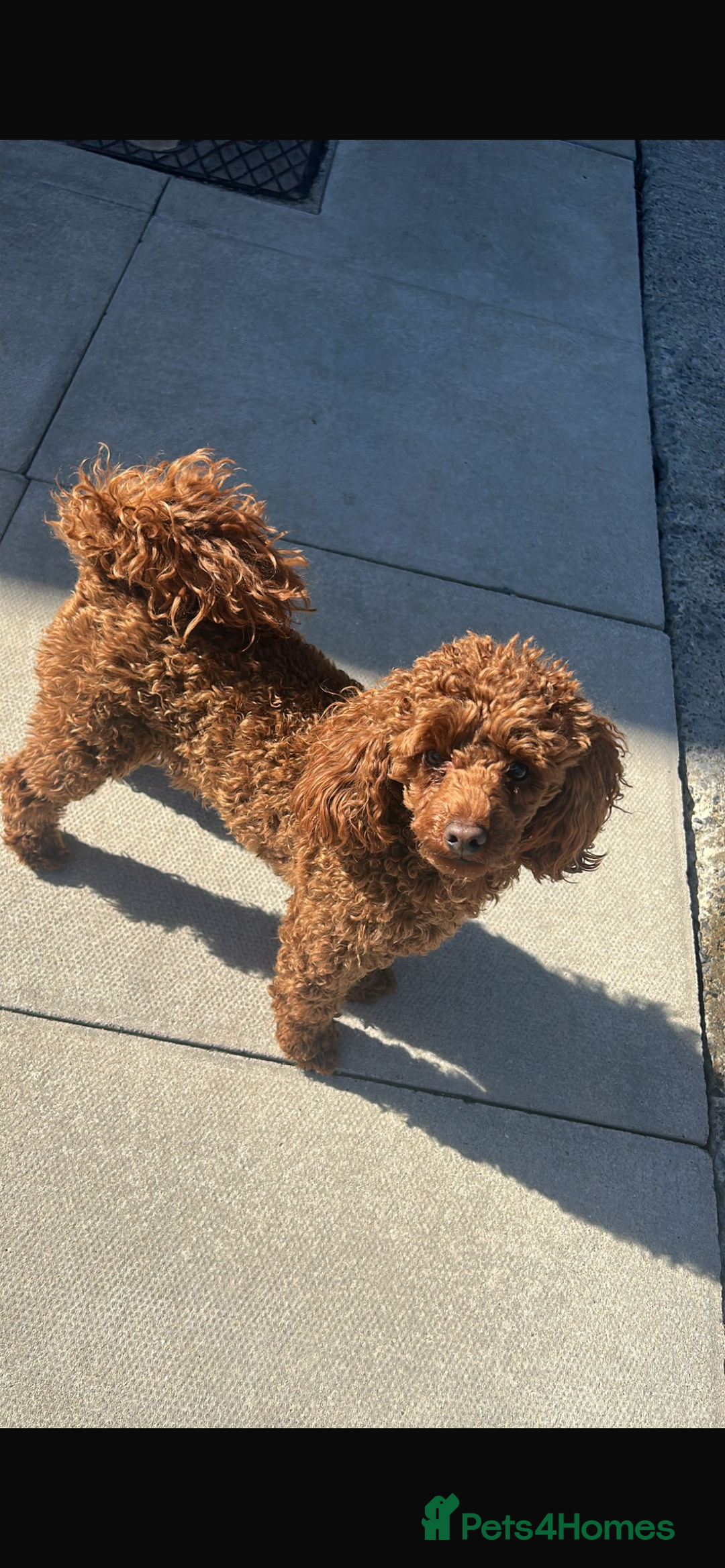 Toy Poodle dogs for stud: Dark red Toy Poodle for stud  in Kelso - Advert 2