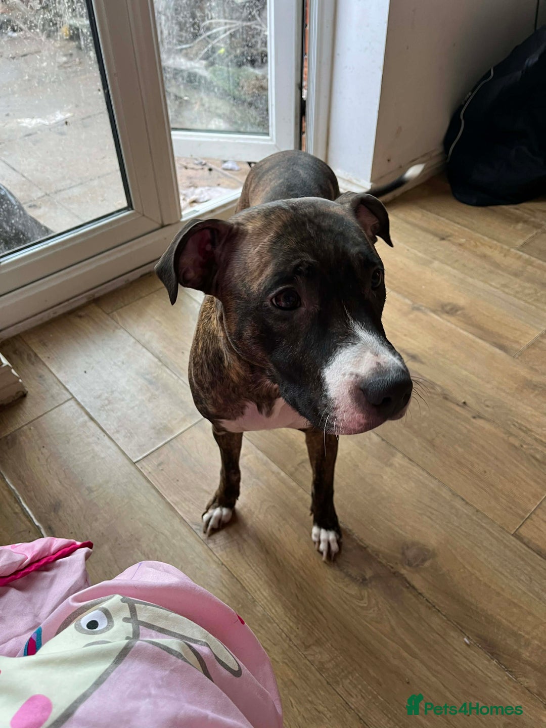 Mixed Breed dogs for sale: sunshine - Advert 5