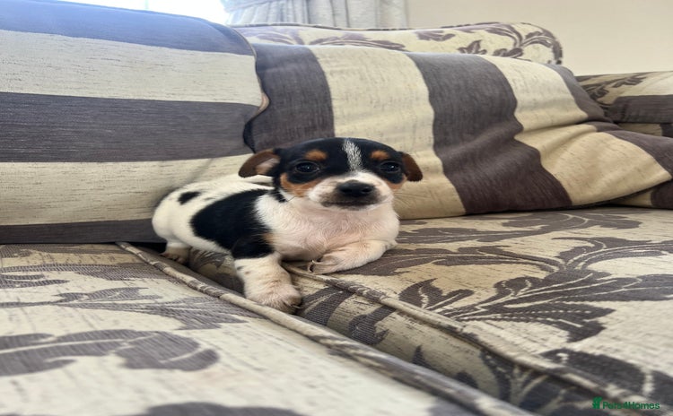 Jack Russell dogs - Advert 3