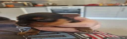 Yorkshire Terrier dogs for sale: 4 beautiful yorkies in Merthyr Tydfil - Advert 2