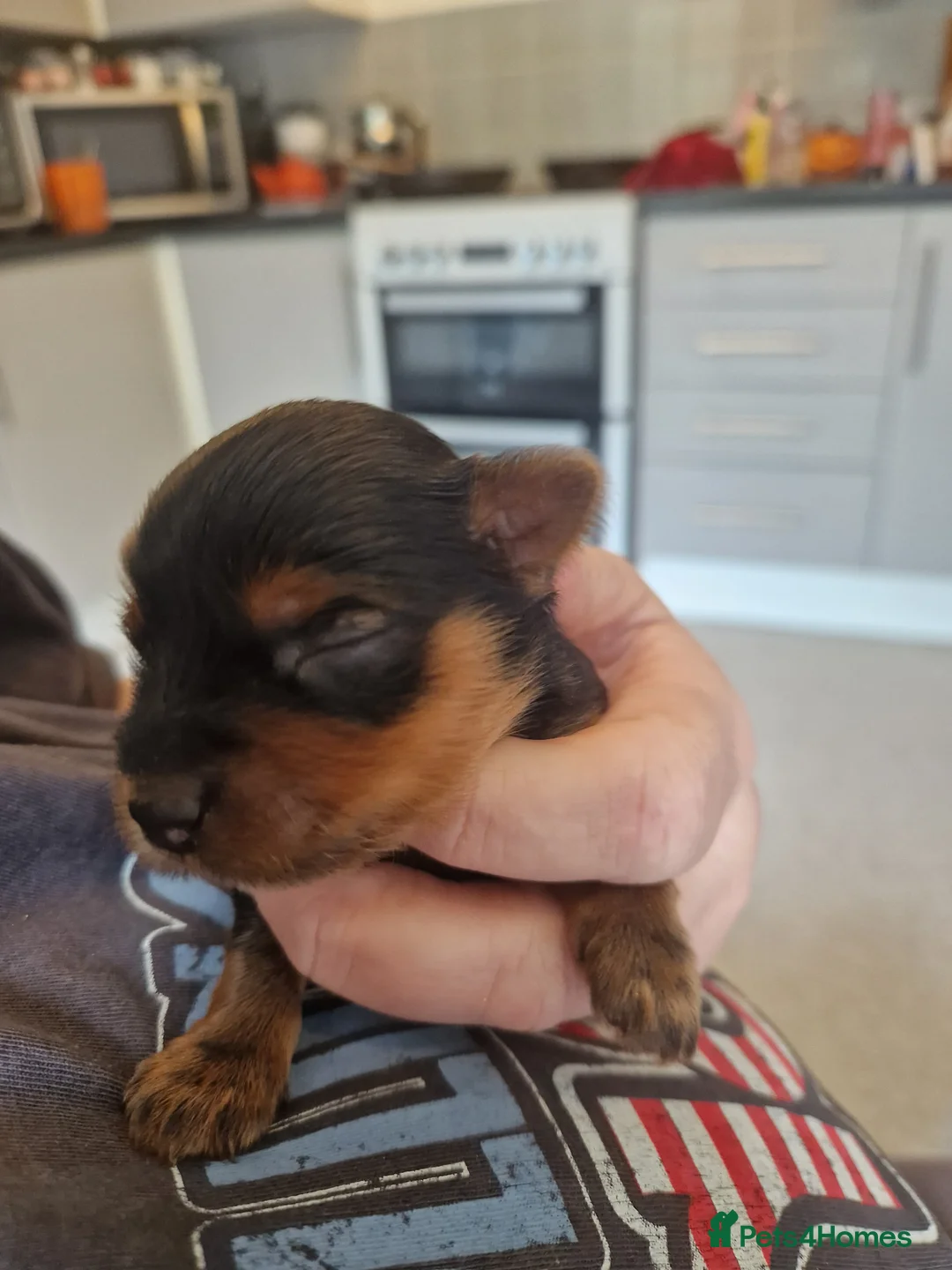 Yorkshire Terrier dogs for sale: 4 beautiful yorkies in Merthyr Tydfil - Advert 2