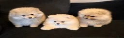 Pomeranian dogs for sale: Fluffy Sable Poms - Advert 1