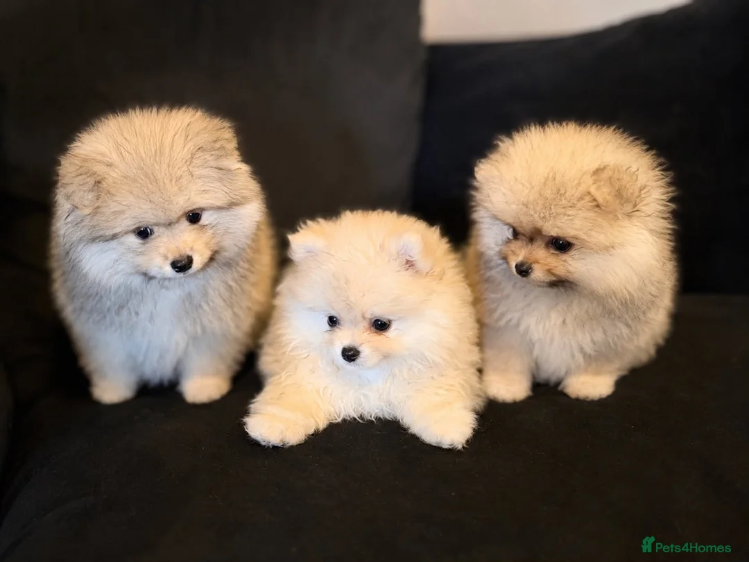 Pomeranian dogs for sale: Fluffy Sable Poms - Advert 1