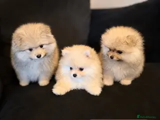 Pomeranian dogs Fluffy Sable Poms - Advert 2