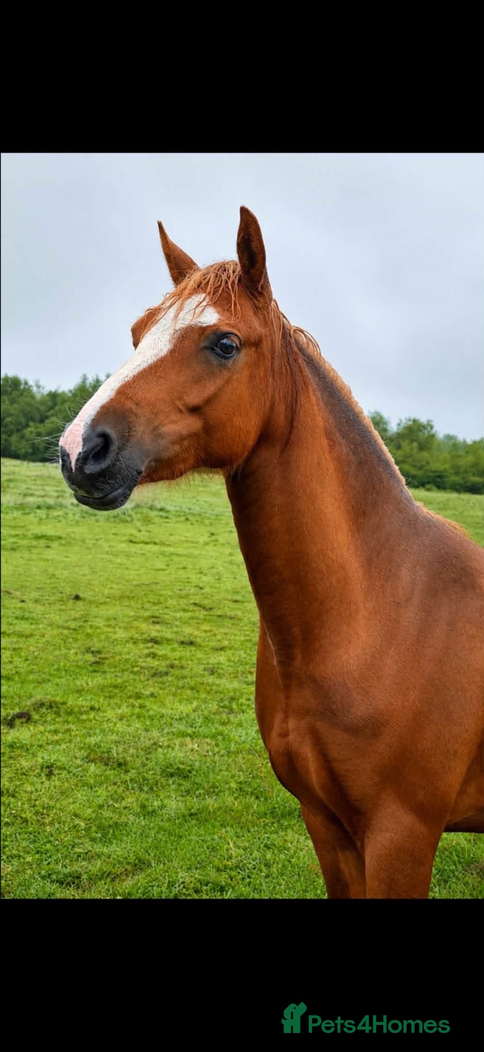 Welsh Section B horses Welsh section B filly  - Advert 15