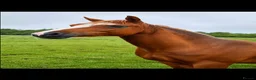 Welsh Section B horses for sale: Welsh section B filly  - Advert 1