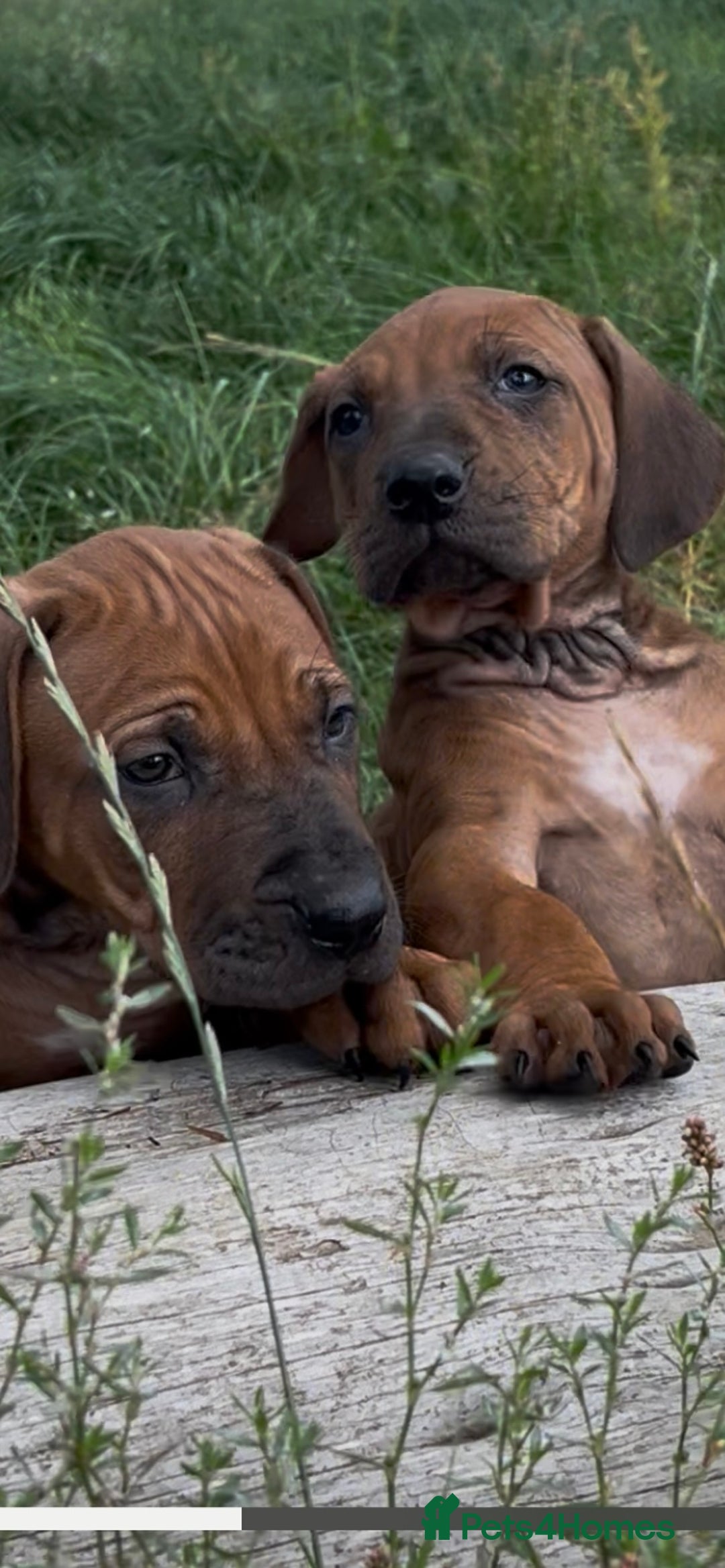 Rhodesian Ridgeback dogs for sale: Exquisite litter Rhodesian Ridgebacks - Image 13