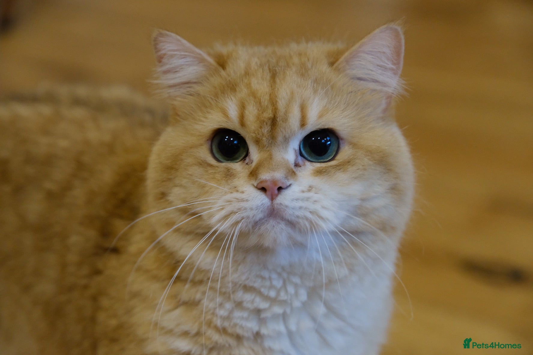 British Shorthair cats Rehome a 2 years old BSH golden male - Advert 4