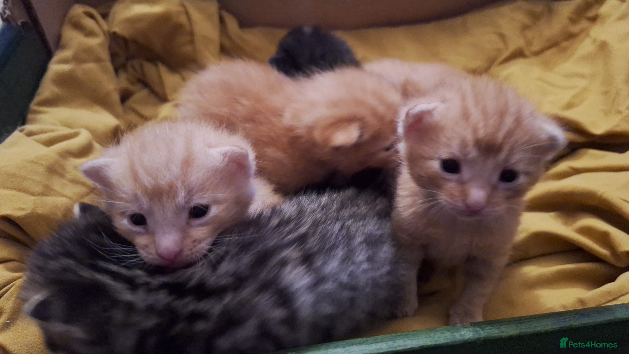 Mixed Breed cats 6 beautiful kittens  - Advert 4