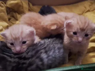 Mixed Breed cats 6 beautiful kittens - Advert 1