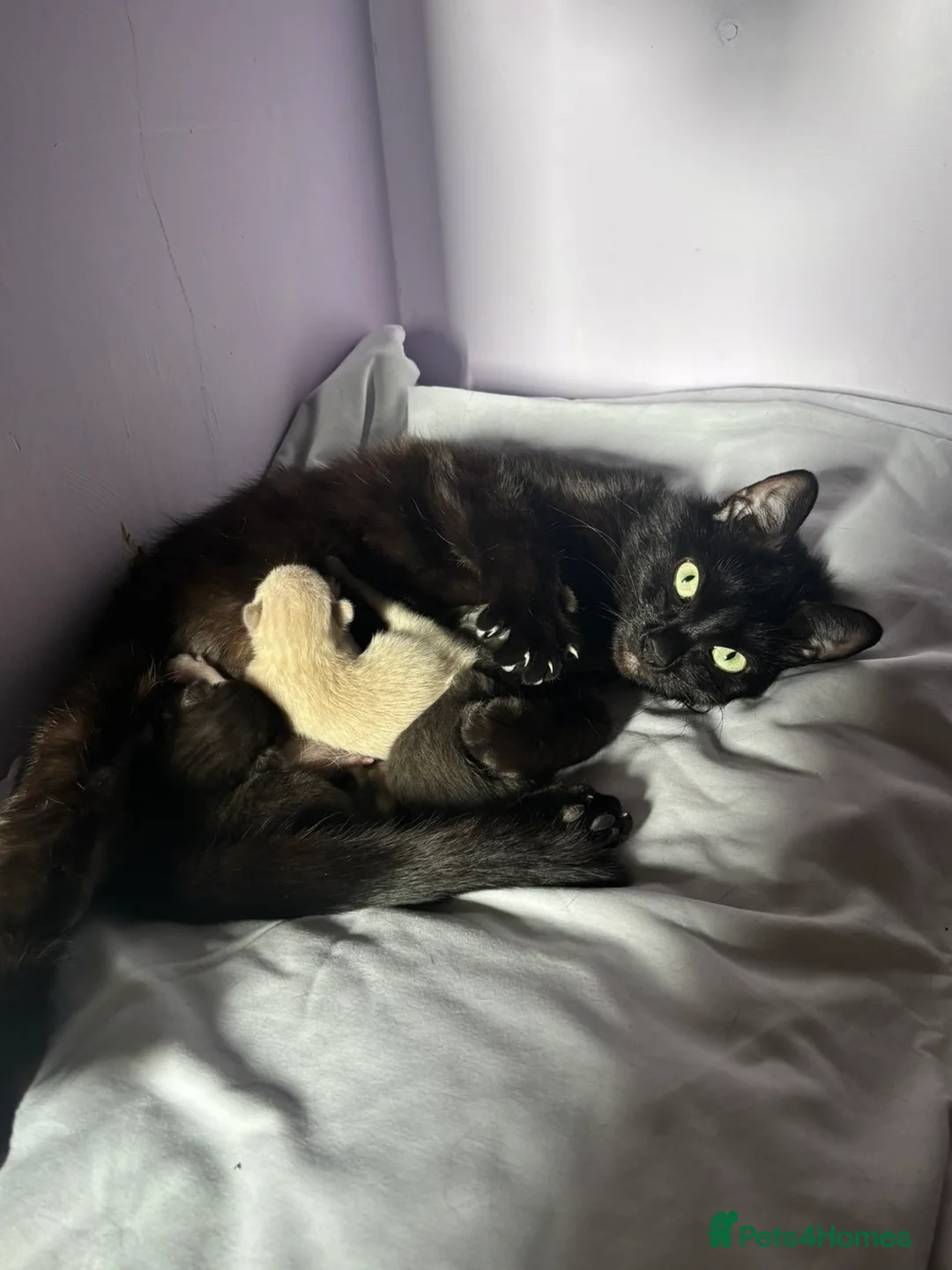 Domestic Shorthair cats for sale: 2 Male kittens - Advert 1