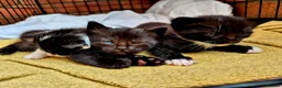 Mixed Breed cats for sale: Cute little kittens 😻😻😻 - Advert 3