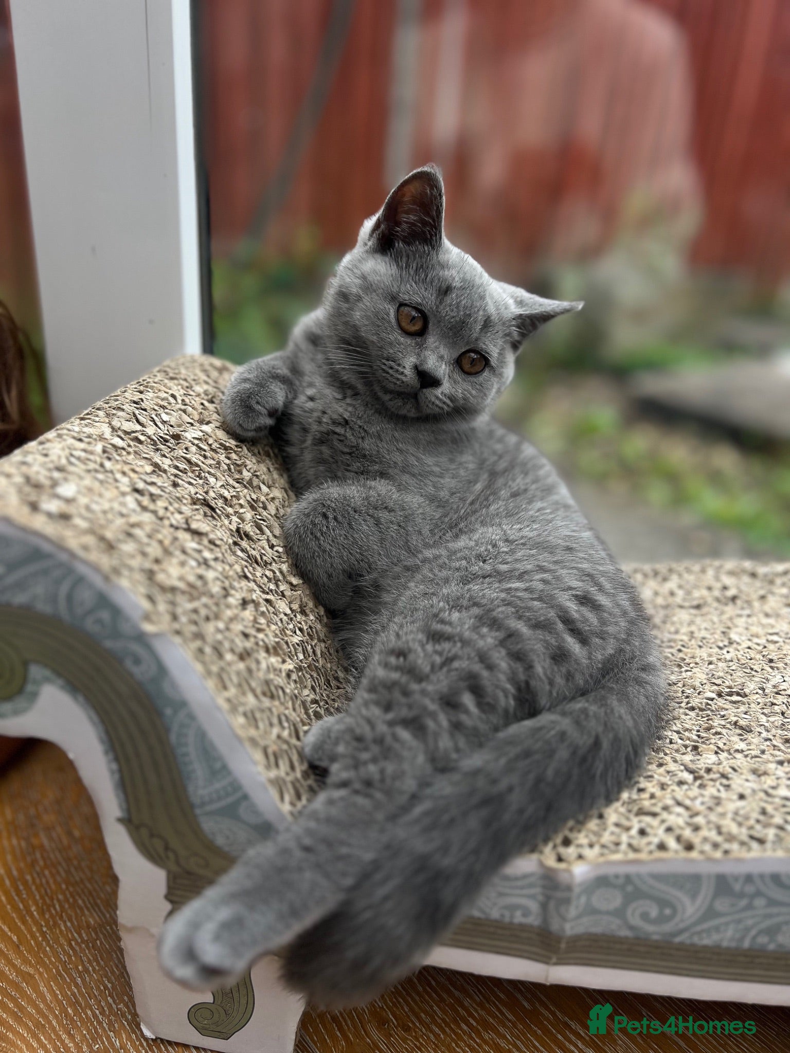 British Shorthair cats ✨BSH GCCF registered girl ready to leave🏡✨ - Advert 2