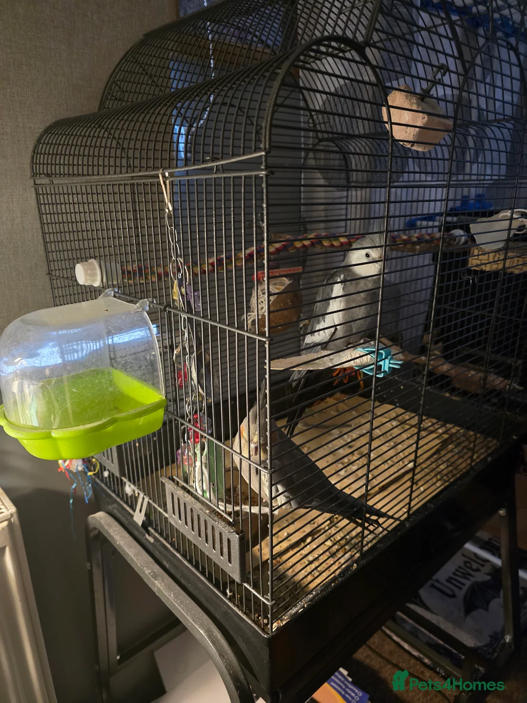 Cockatiels birds for sale: Male and female cockatiels  in Alfreton - Advert 1