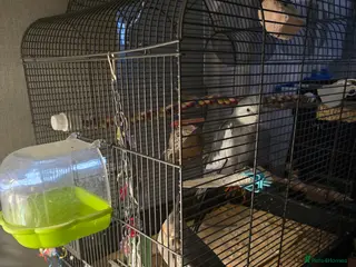 Cockatiels birds Male and female cockatiels in Alfreton - Advert 1