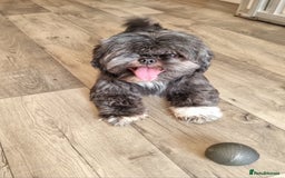 Shih Tzu dogs for sale: Loving cheeky Shihtzu for loving home ❤️ - Image 9