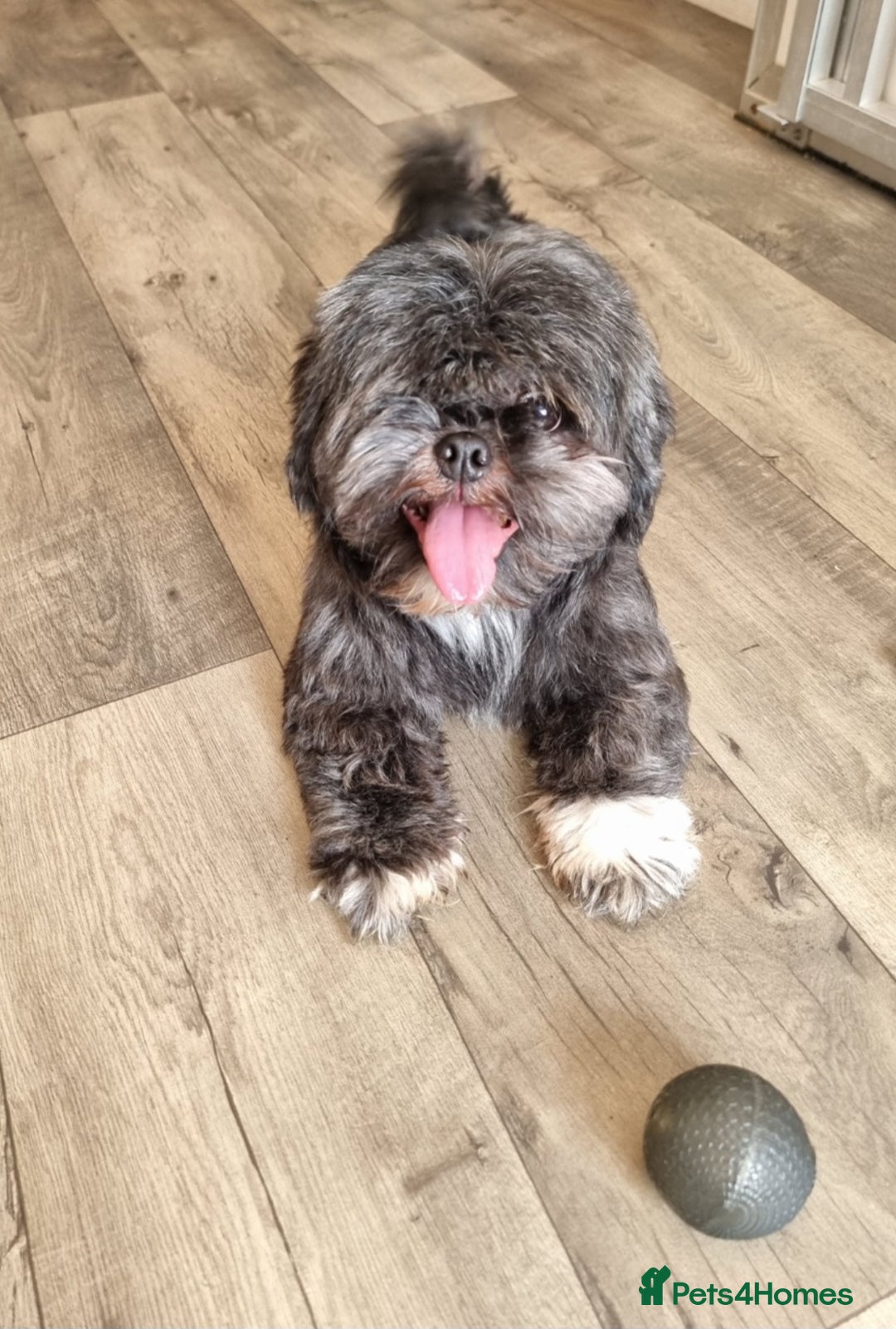 Shih Tzu dogs for sale: Loving cheeky Shihtzu for loving home ❤️ - Image 9