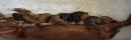 Cocker Spaniel dogs for sale: Kc Reg Show Type Cocker Spaniel  Health Tested - Advert 21