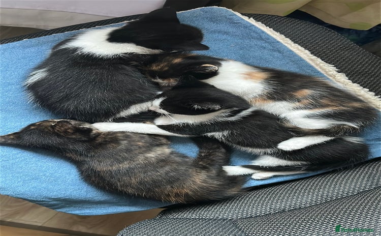 Domestic Shorthair cats - Advert 3