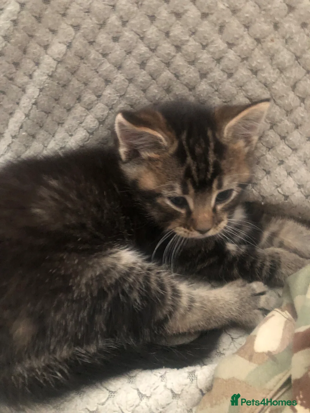 Mixed Breed cats for sale: Kitten male 9weeks ready to go in Enfield - Advert 5