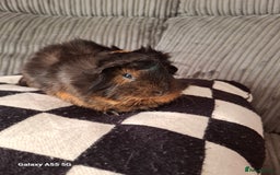 Guinea Pig rodents for sale: Female Abyssinian black & Ginger Guinea Pig  - Image 5