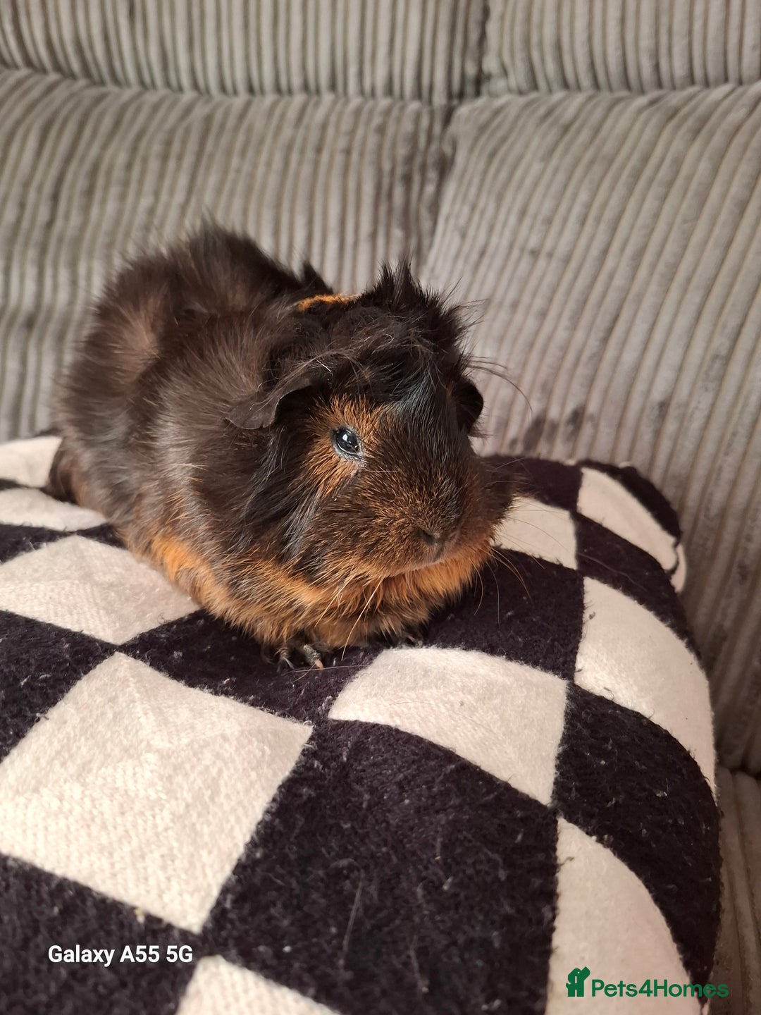 Guinea Pig rodents for sale: Female Abyssinian black & Ginger Guinea Pig  - Image 5