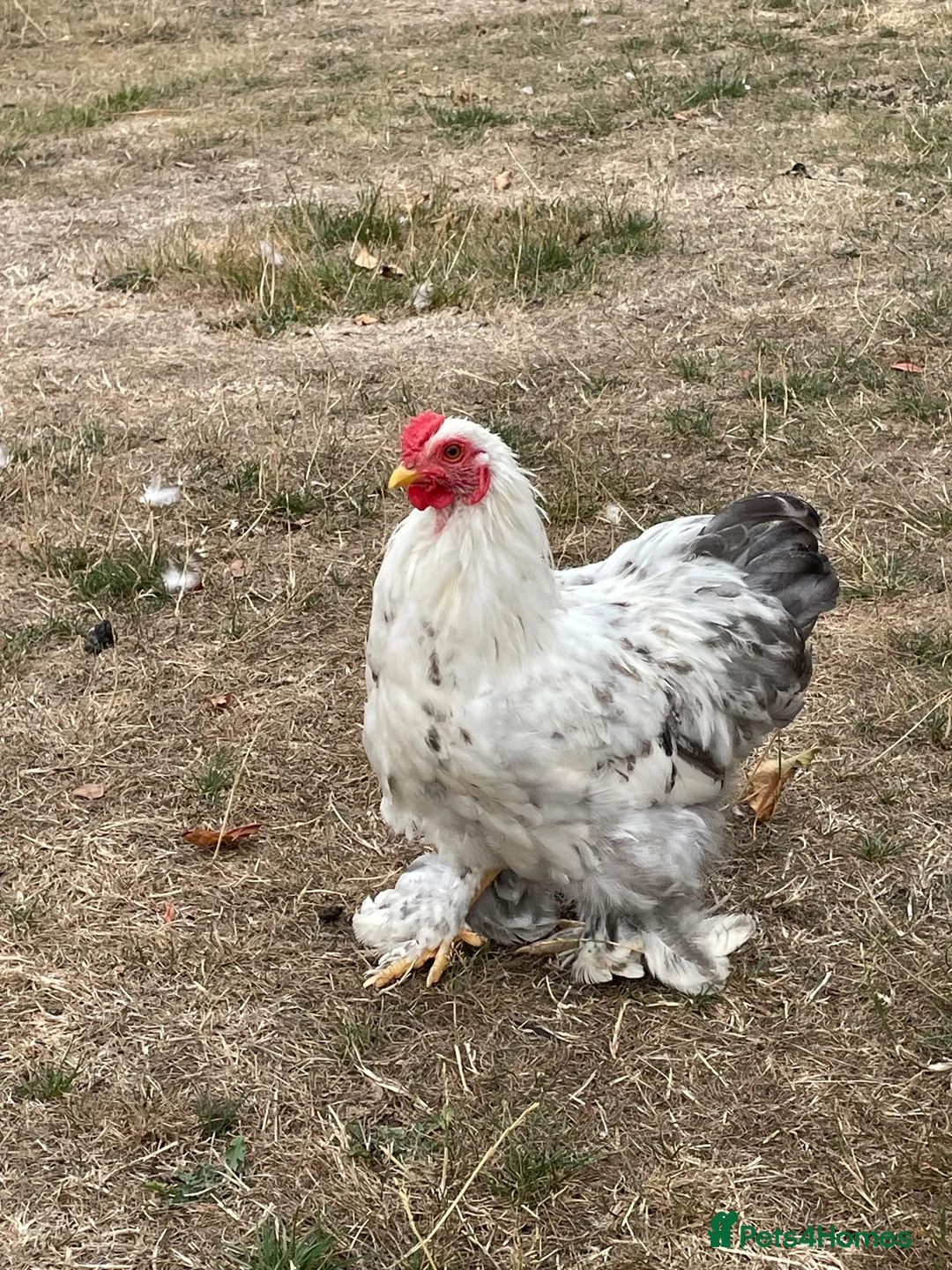 Chickens poultry for sale: Pekin Bantam Cockerels - Advert 2