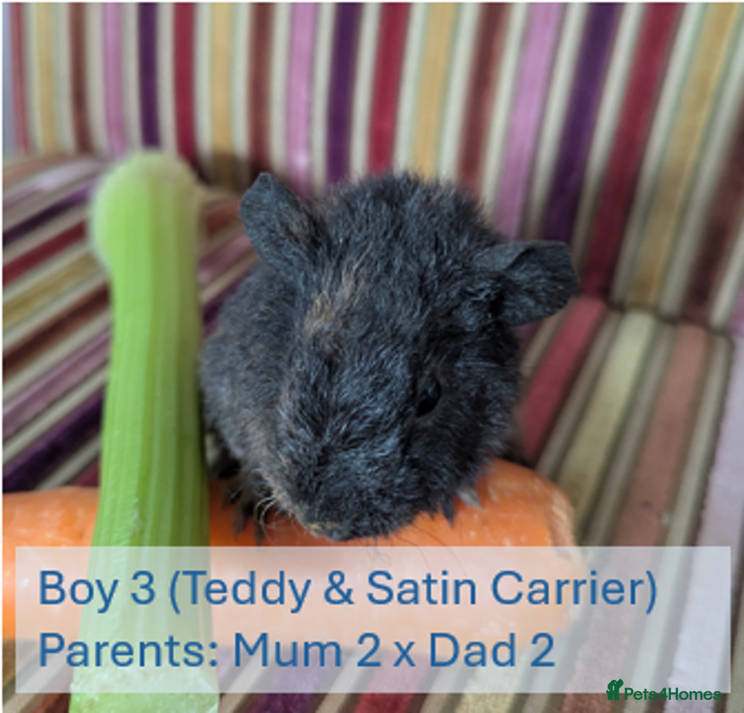 Guinea Pig rodents for sale: Teddy (& teddy satin carrier) guinea pigs for sale - Image 6