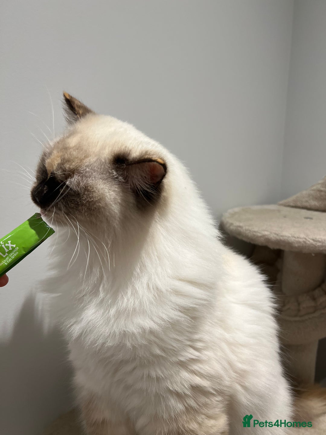 Ragdoll cats for sale: Gorgeous Blue Point Ragdoll girl - Advert 7