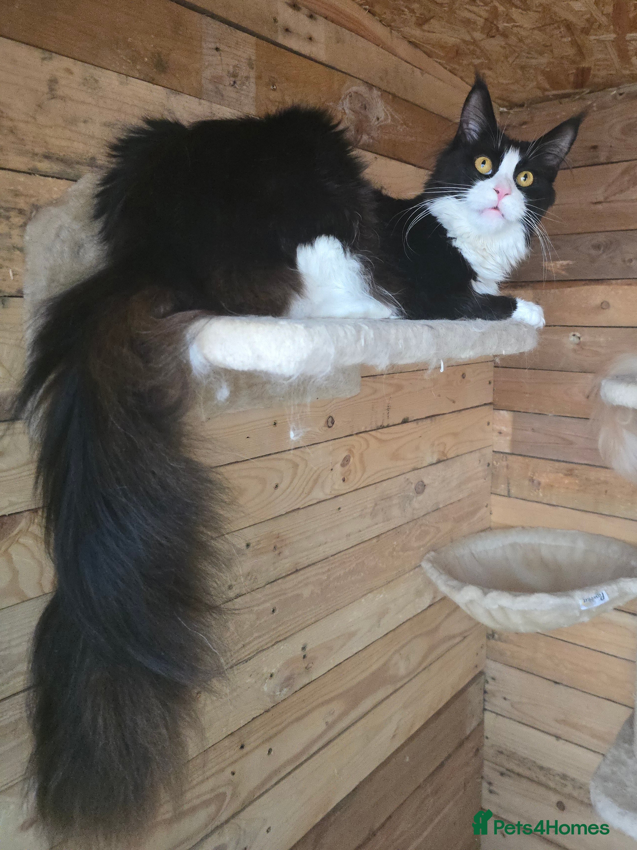 Maine Coon cats Stunning Active Adult Female Black Bicolor - Advert 17