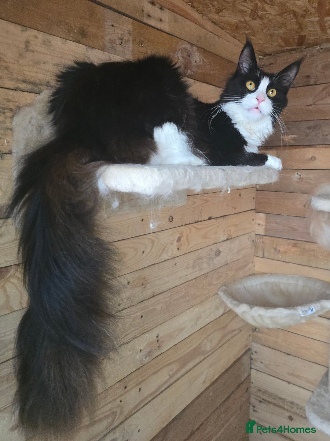 Maine Coon cats for sale: Stunning Active Adult Female Black Bicolor - Advert 2