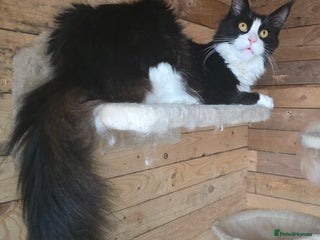 Maine Coon cats Stunning Active Adult Female Black Bicolor - Advert 9