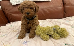 Miniature Poodle dogs for sale: Puppies-miniature poodle - Advert 9