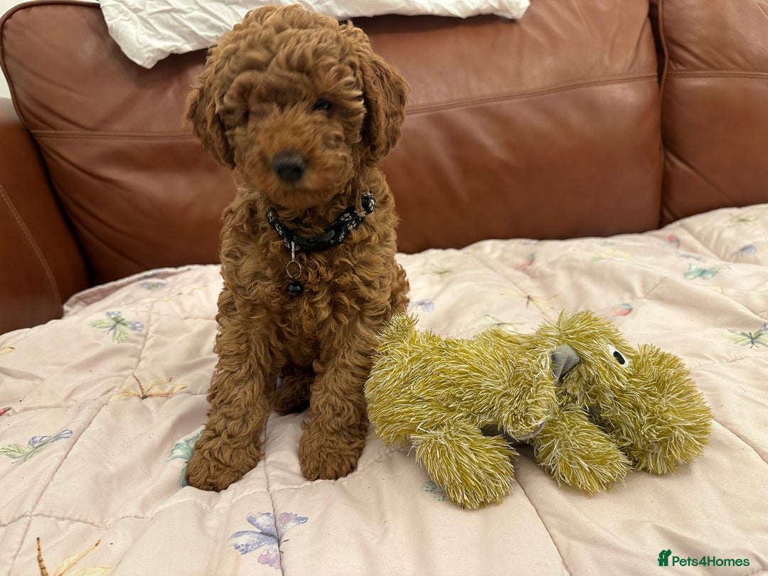 Miniature Poodle dogs for sale: Puppies-miniature poodle - Advert 9