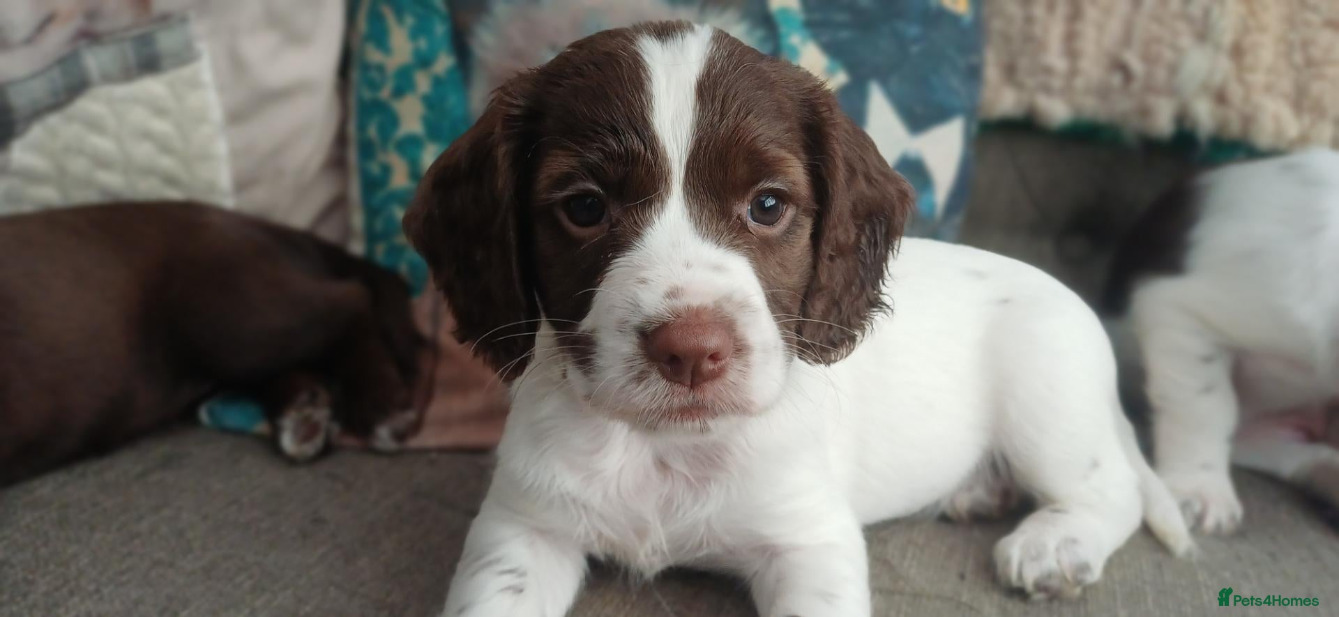 Sprocker dogs Puppy for sale ready too go next week - Advert 7