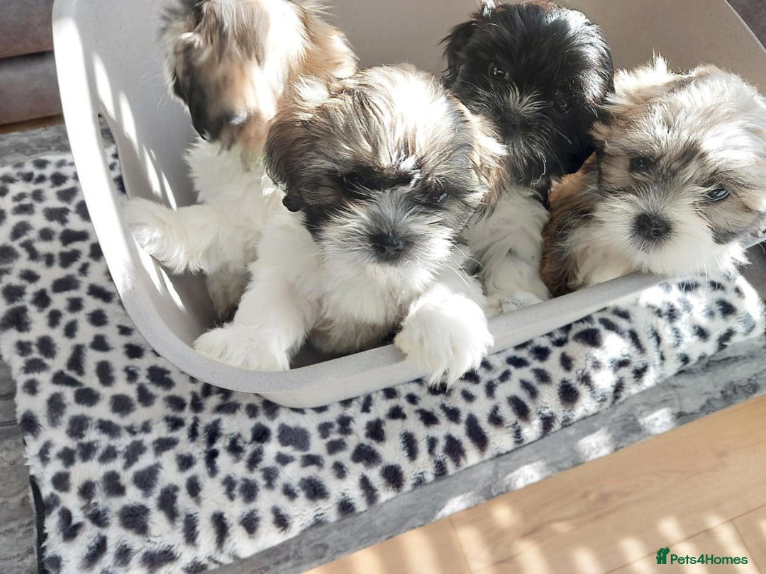 Shih Tzu dogs for sale: 🩷 Beautiful Shitzu Puppies 🩷 - Image 30