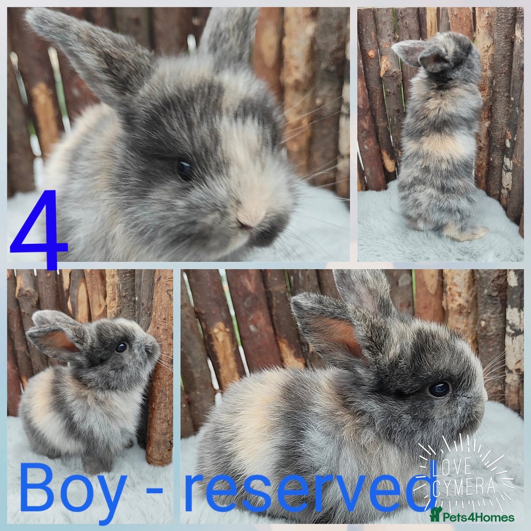 Mini Lop rabbits for sale: Mini lop and mini lop lion head   - Image 8