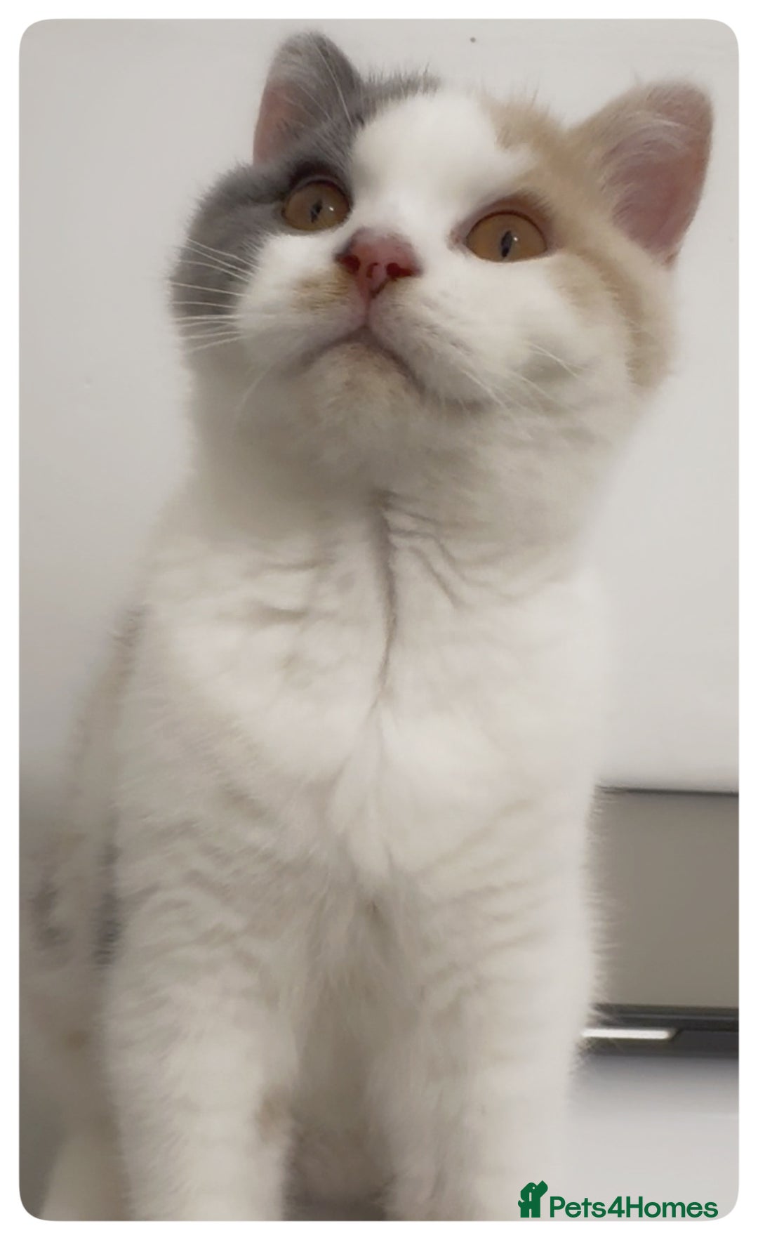 British Shorthair cats for sale: Dulce - GCCF registered BSH female kitten.  - Advert 3