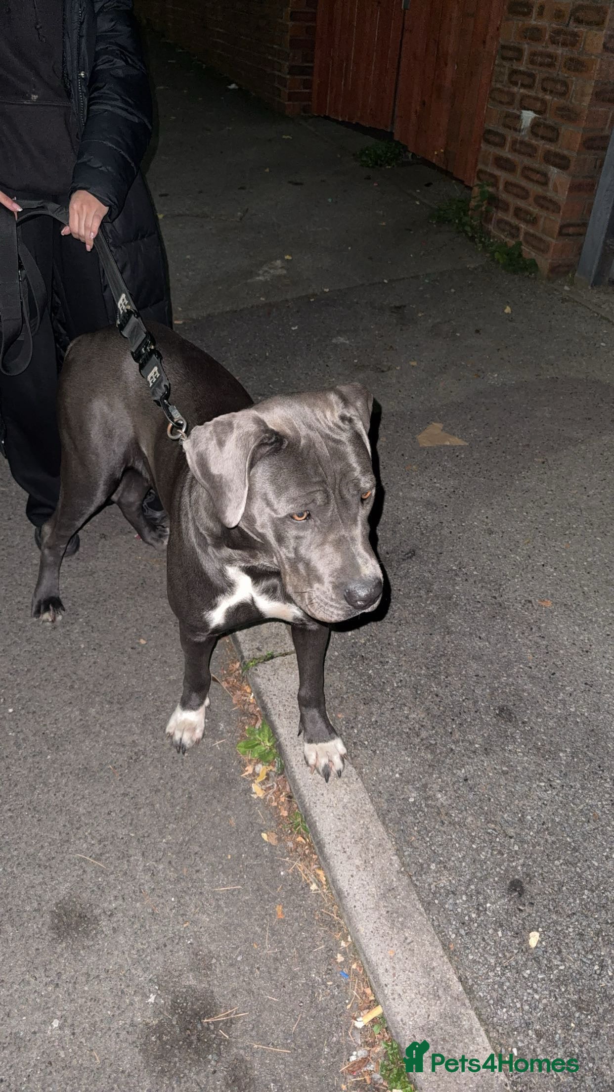 Mixed Breed dogs Cane Corso x Great Dane  - Advert 1