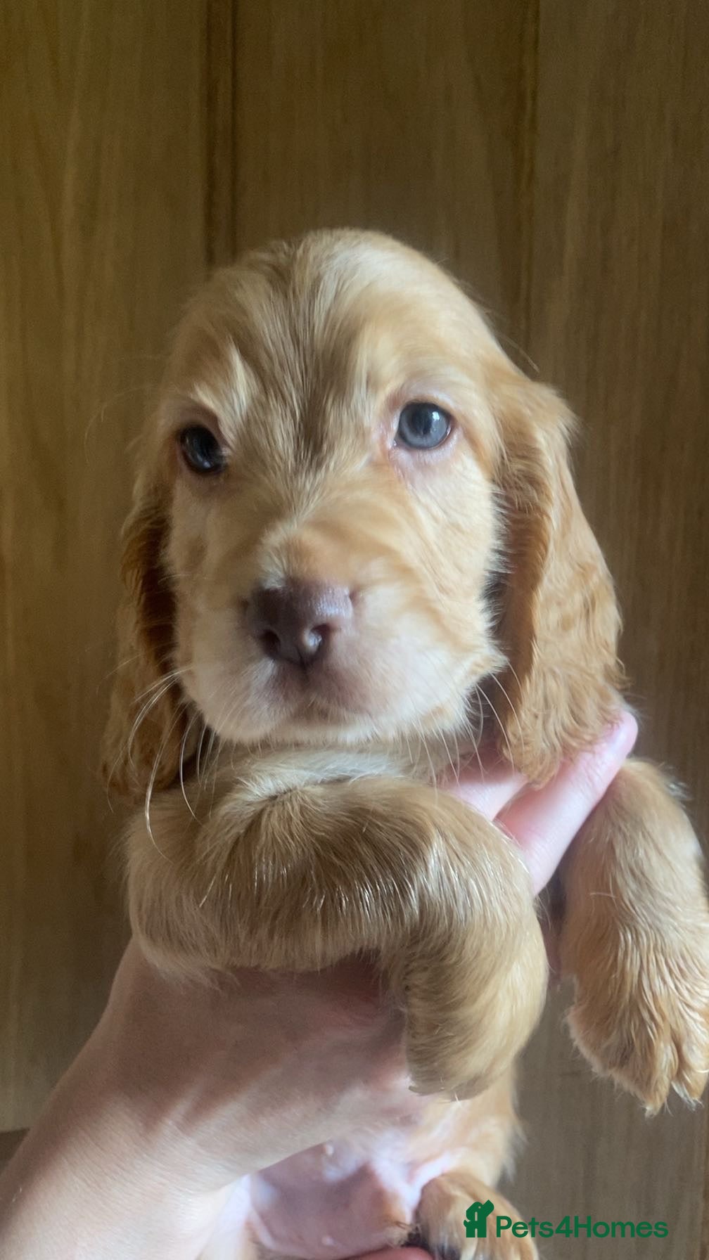 Cocker Spaniel dogs Show type cockerspaniel puppies  - Advert 1