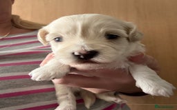 Maltipoo dogs for sale: Maltipoo puppies - Image 7