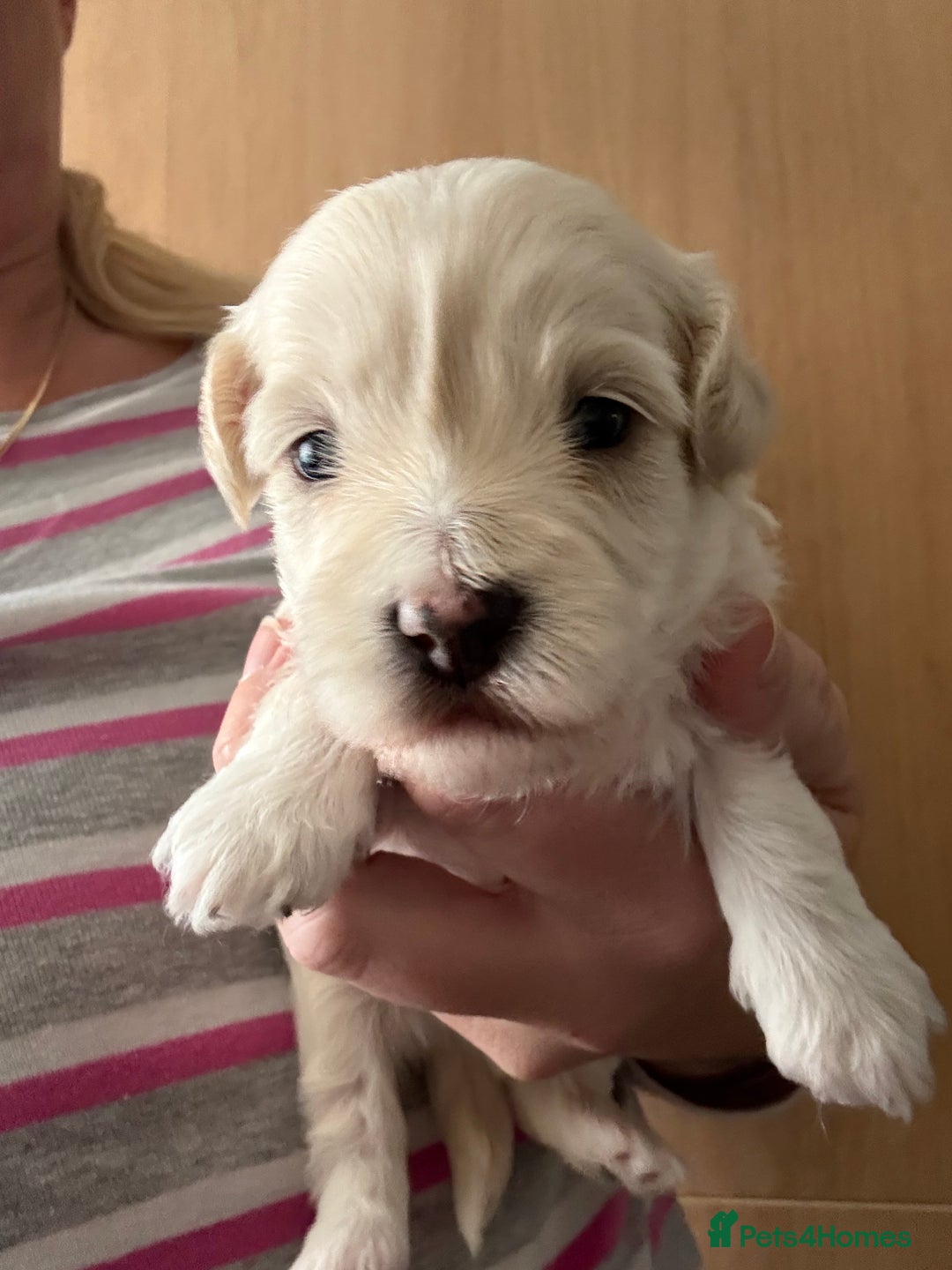 Maltipoo dogs for sale: Maltipoo puppies - Image 7