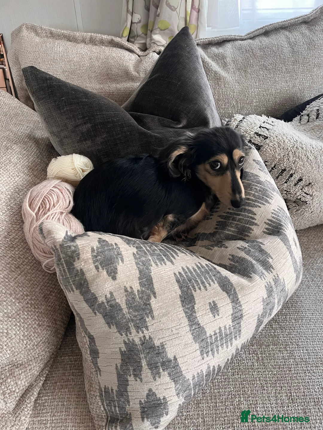 Miniature Dachshund dogs for sale: Stunning black and cream miniature dachshund - Advert 3
