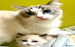 Ragdoll cats for sale: Ragdoll kittens purebred - Image 4