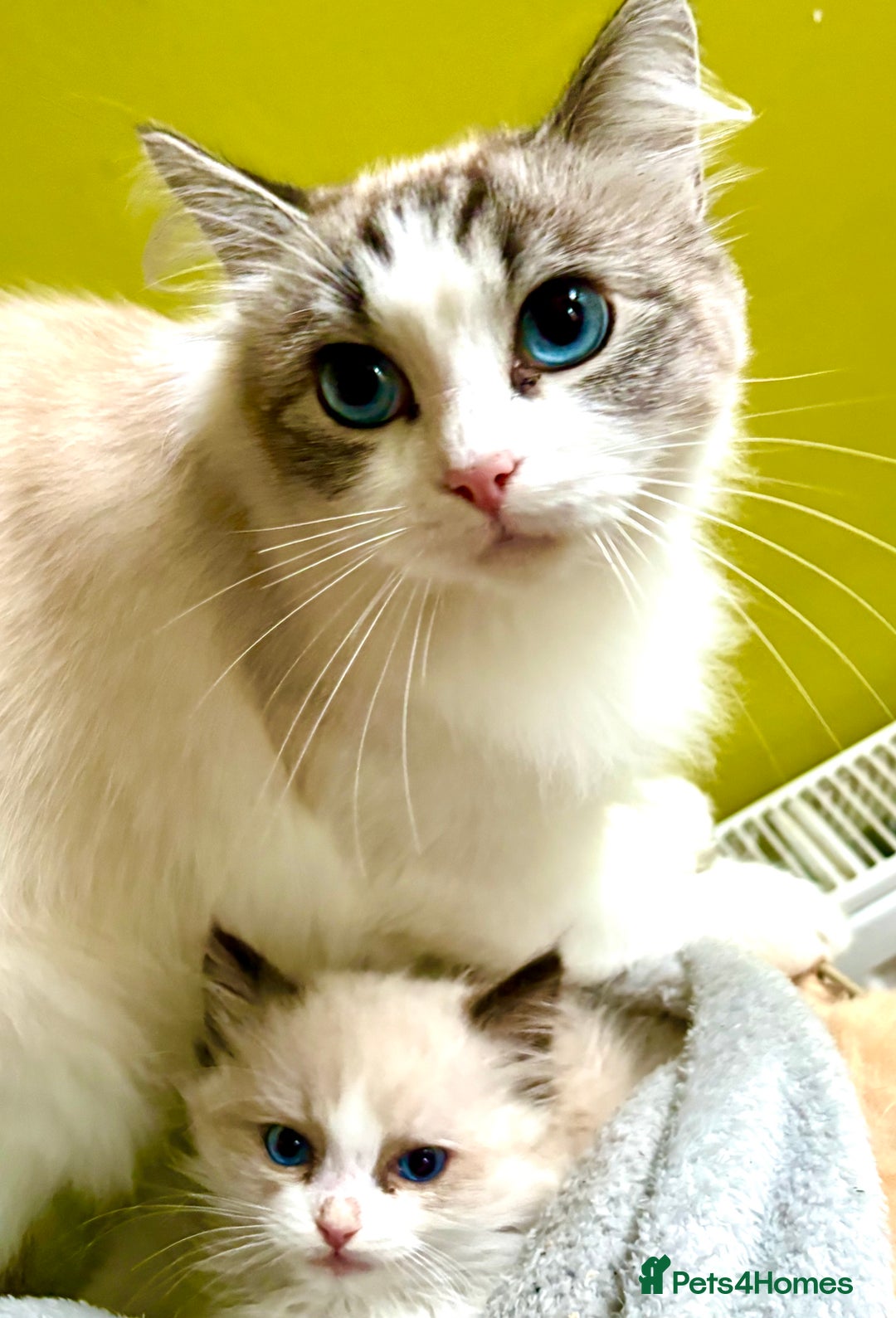 Ragdoll cats for sale: Ragdoll kittens purebred - Image 4