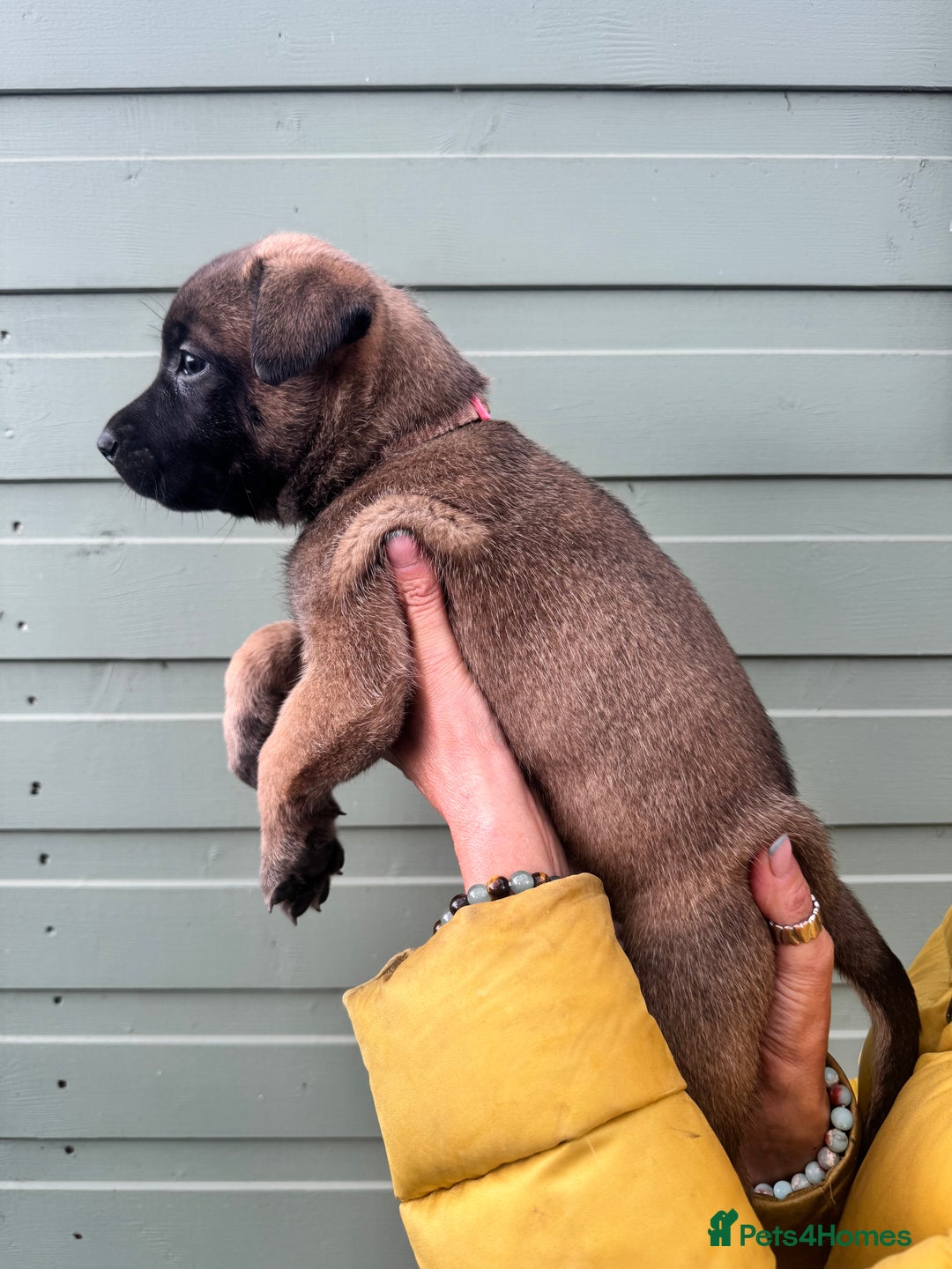 Mixed Breed dogs for sale: Stunning bullherder pups  - Image 6